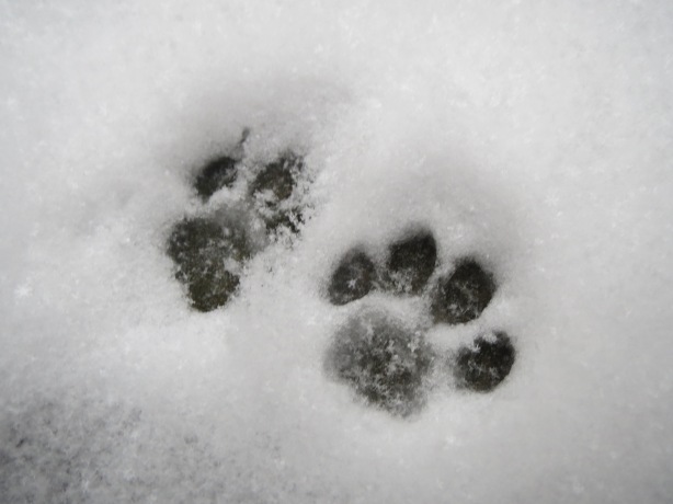Cat pawprints